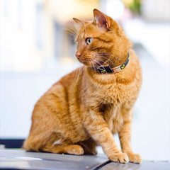 Personalized Custom Dog-Pet Id Collar Tags